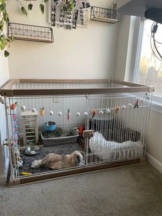 a caged in dog house with two dogs inside it and one is laying on the floor