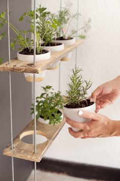 two people holding plants in small pots on wooden shelves