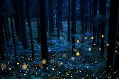 fireflies fly through the night sky in a forest