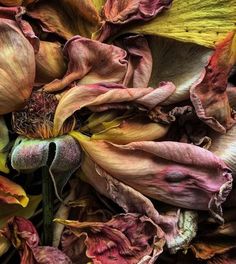 a bunch of flowers that are in the middle of some sort of flower arrangement,