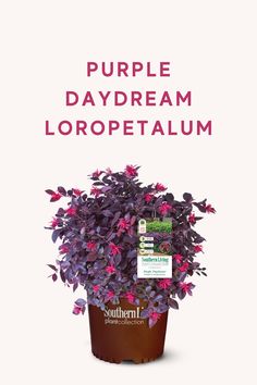 a potted plant with purple flowers and the words purple daydream loropetaum