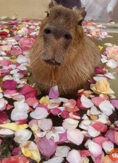 a capybara is surrounded by flowers and petals