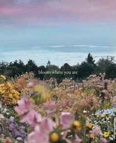 the words bloom where you are surrounded by wildflowers and trees in front of an ocean