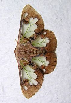 the underside of a moth with white flowers on it's wings