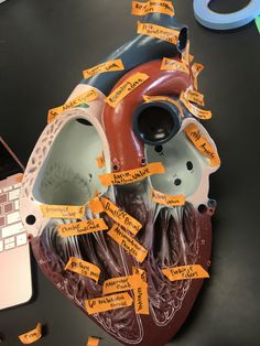 a model of the human heart with notes attached to it