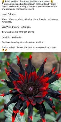 a red and black flower sitting on top of a lush green field