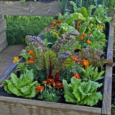 a garden filled with lots of different types of flowers and plants in wooden boxes next to each other