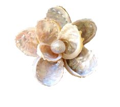 an arrangement of seashells on a white background