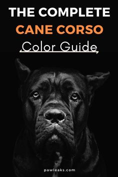 the complete cane corso color guide for dogs with an image of a dog's face