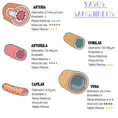 an image of different types of vacoss in the body and their corresponding parts