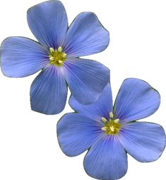 three blue flowers with yellow stamens are shown in close up on a white background