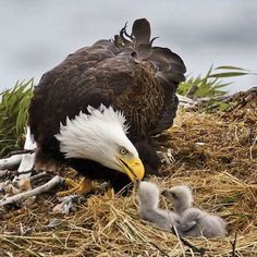 an adult bald eagle sitting on top of a pile of hay next to a baby bird