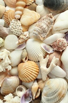 many different shells are grouped together on the beach