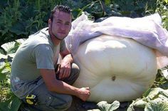 a man kneeling next to a large white pumpkin in the middle of a garden with lots of green plants