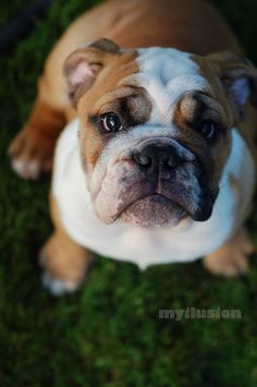 a brown and white dog laying on top of green grass