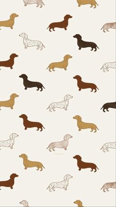 a wallpaper with different colored dogs on it's side and the words dachshun