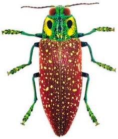 a green and yellow bug with long legs