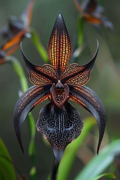 a close up of a flower with many flowers in the background