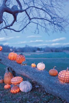 pumpkins and gourds lit up on a tree branch