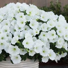 white petunia flowers in a pot on the ground