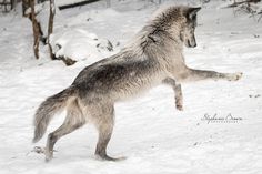 a wolf jumping up into the air to catch something in it's mouth while standing on its hind legs