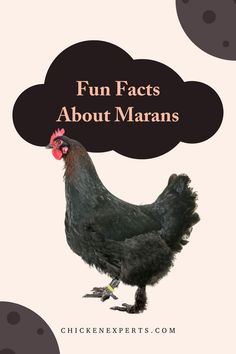 fun facts about the marans chicken breed Black Maran Chicken, Copper Marans Chicken, Maran Chicken Breeds, Marans Chicken, Copper Maran, Maran Chickens, Potbelly Pigs, Black Copper Marans