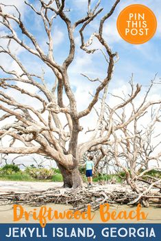 a man standing in front of a tree with the caption driftwood beach jekyl island, georgia