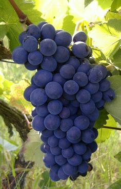 a bunch of grapes hanging from a vine