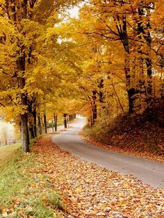 an empty road surrounded by trees with yellow leaves on the ground and in the fall