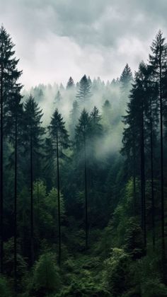 fog in the forest with trees and grass