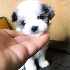 a small white and black puppy being held by someone's hand