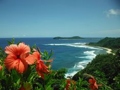 an ocean view with pink flowers in the foreground and green trees on the far side