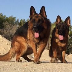 two large dogs standing next to each other on a dirt ground with trees in the background