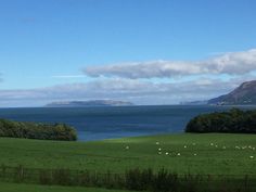 sheep graze on the green grass by the ocean with mountains in the back ground