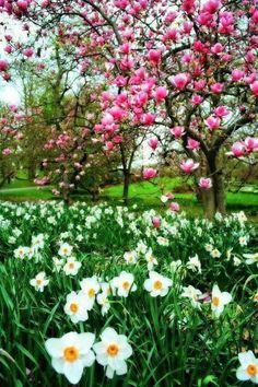 pink and white flowers in the grass near a tree with lots of leaves on it