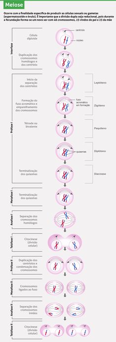 the structure of an animal's nervous system is shown in this diagram, which shows how