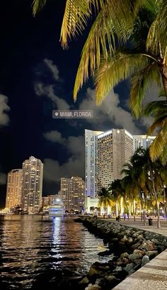 palm trees line the waterfront at night in miami