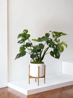 a potted plant sitting on top of a white shelf next to a wooden floor