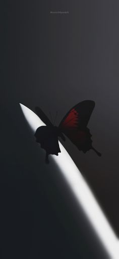 a butterfly is flying in the dark with its shadow on it's back end