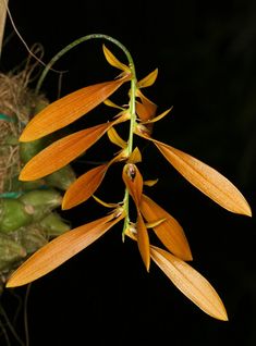 an orange flower is hanging from a plant