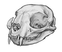 an animal skull is shown in black and white