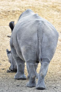 a baby elephant standing next to it's mother on top of a dirt field