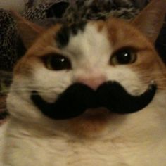 a cat with a fake moustache on it's face