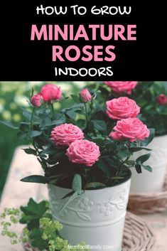 pink roses in white buckets with text overlay that reads how to grow miniature rose indoors