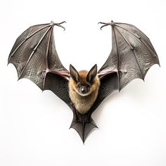 a bat hanging from the side of a wall with its wings spread out and it's eyes closed