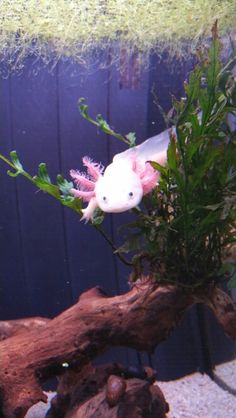 a fish that is sitting on top of a tree branch in some kind of tank