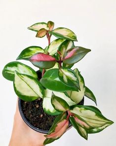 a person holding a potted plant with green and red leaves