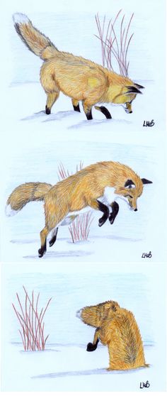 two pictures of a fox running in the snow