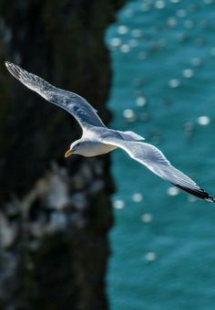 a seagull flying over the ocean with its wings spread