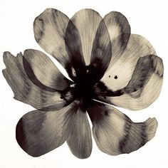 a black and white photo of a flower on a white background with the petals open